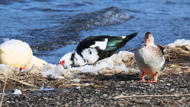 Muscovy Duck (Domestic type) - ML612970710