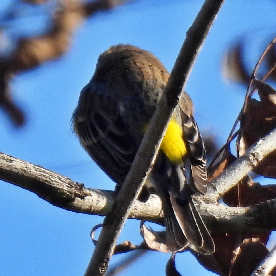 Yellow-rumped Warbler (Myrtle) - Missy McAllister Kerr