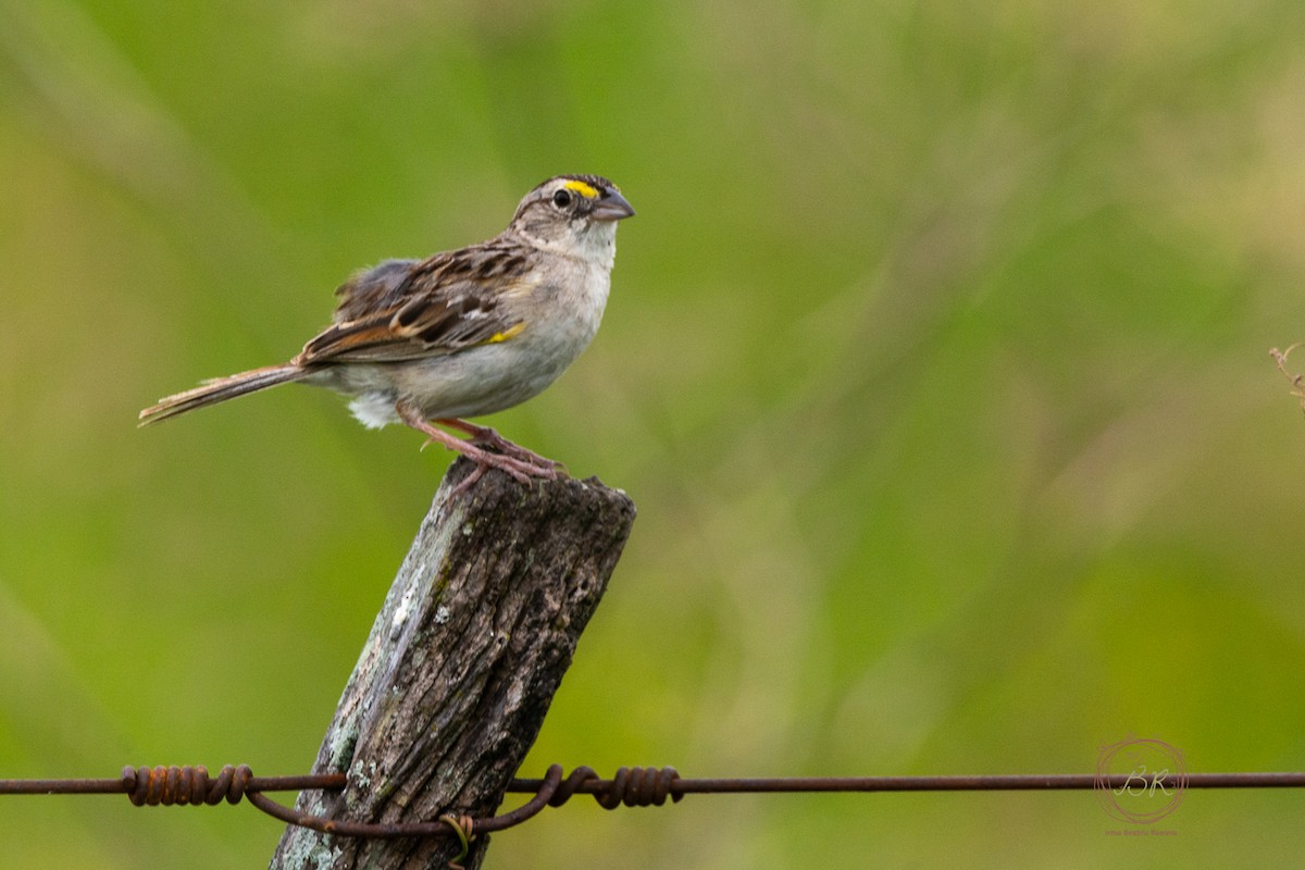 Grassland Sparrow - ML612970734