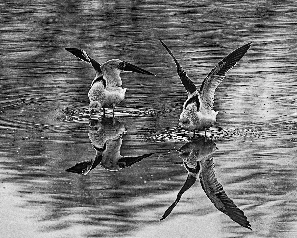 tenkozobec americký - ML612970746