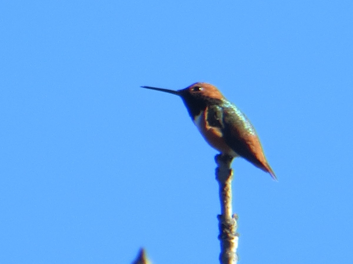 Allen's Hummingbird - ML612970755