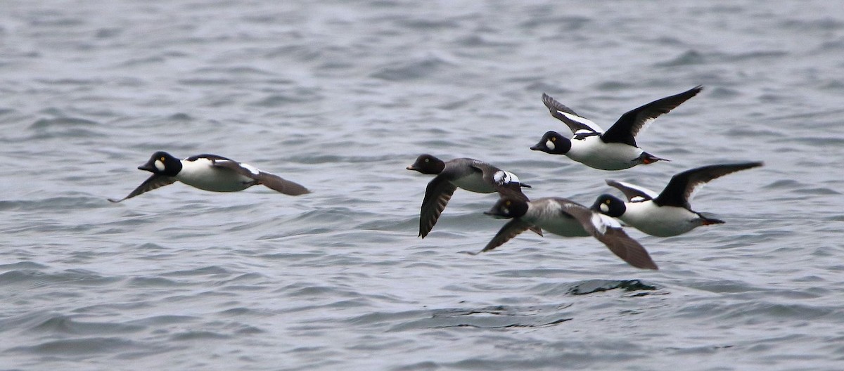 Common Goldeneye - ML612970774