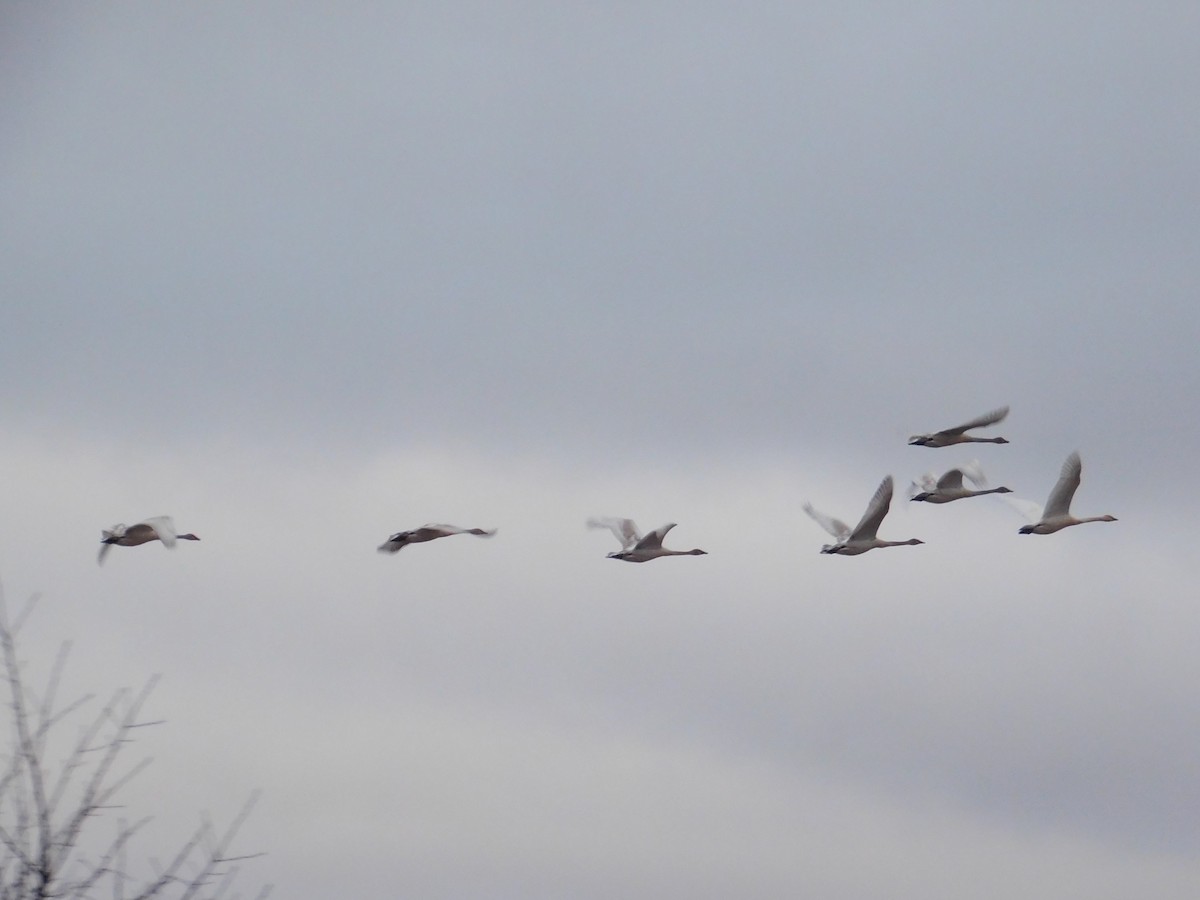 Trumpeter Swan - ML612970794