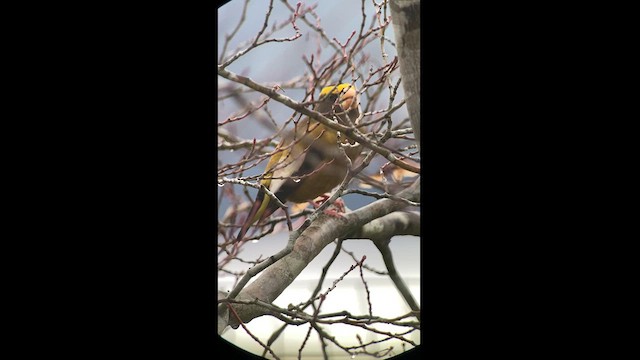 Evening Grosbeak - ML612970813