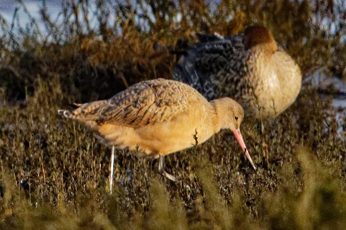 břehouš velký - ML612970818