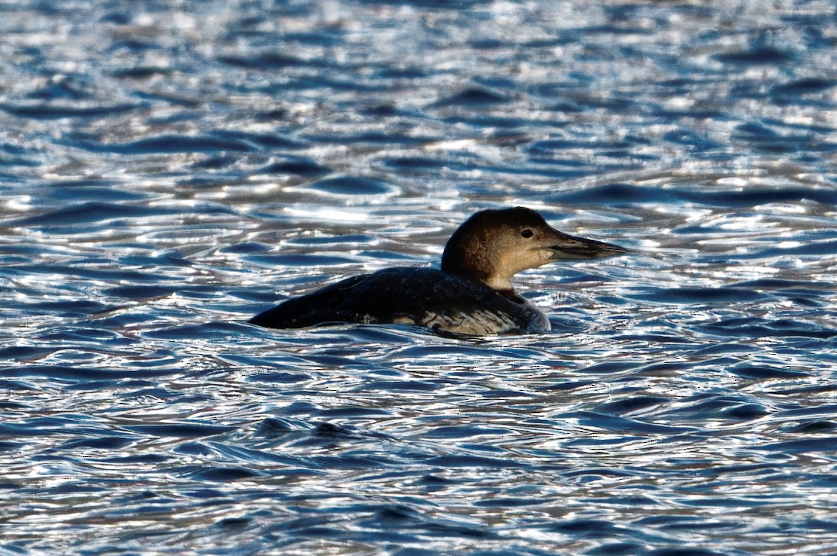 potáplice lední - ML612970825