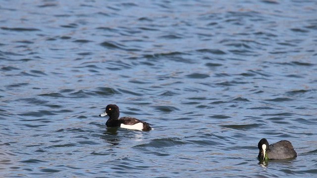 Tufted Duck - ML612970826