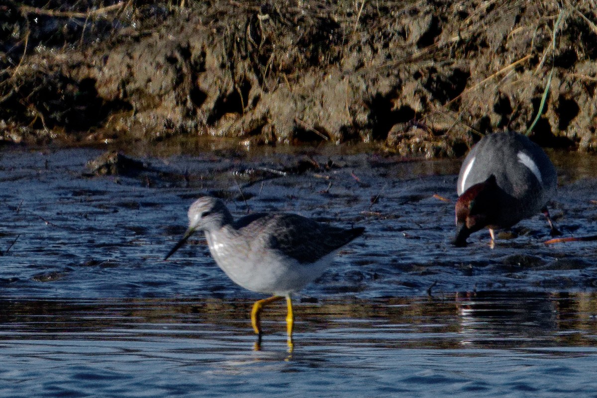 vodouš velký - ML612970828