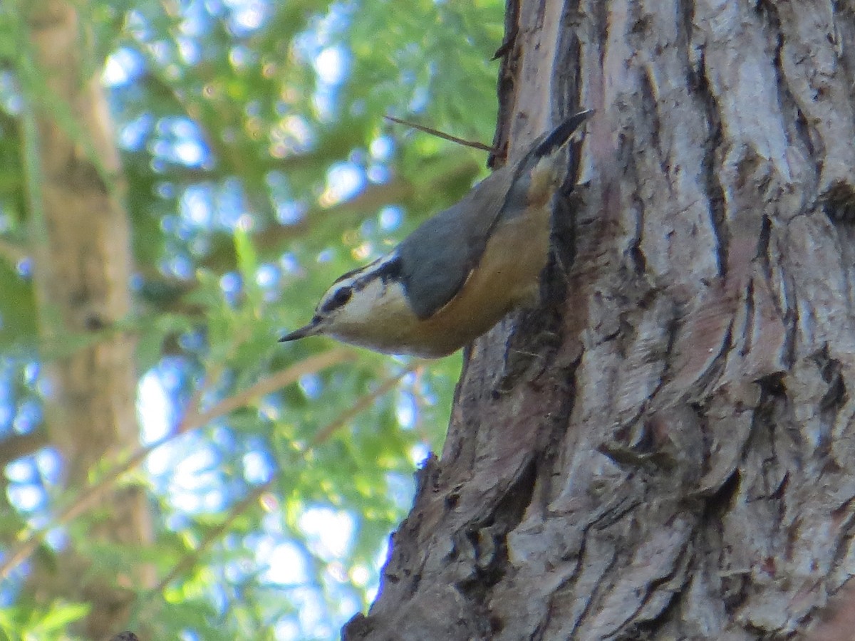 Red-breasted Nuthatch - ML612970849