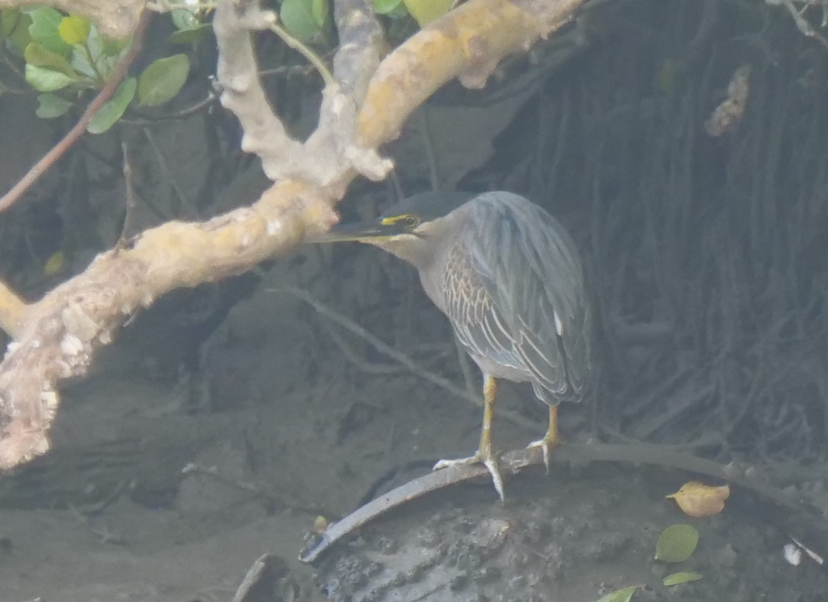 Striated Heron - ML612970999