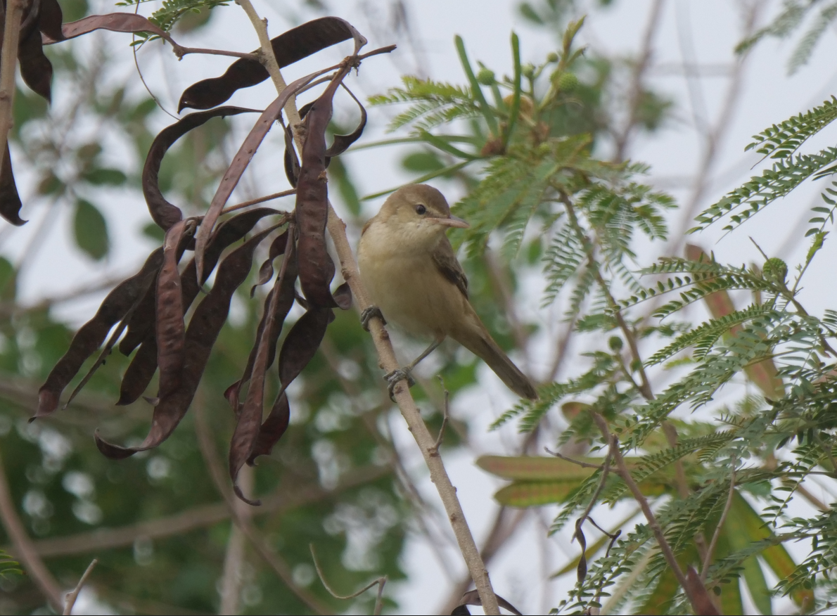 Oriental Reed Warbler - Yulin Shen