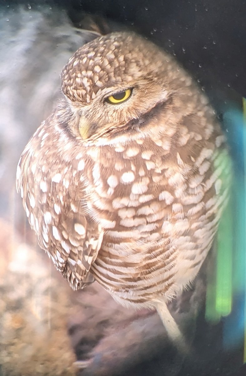 Burrowing Owl - ML612971017