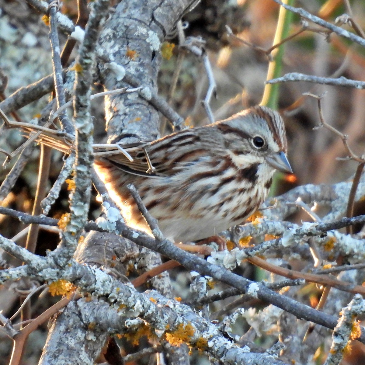 Song Sparrow - ML612971018