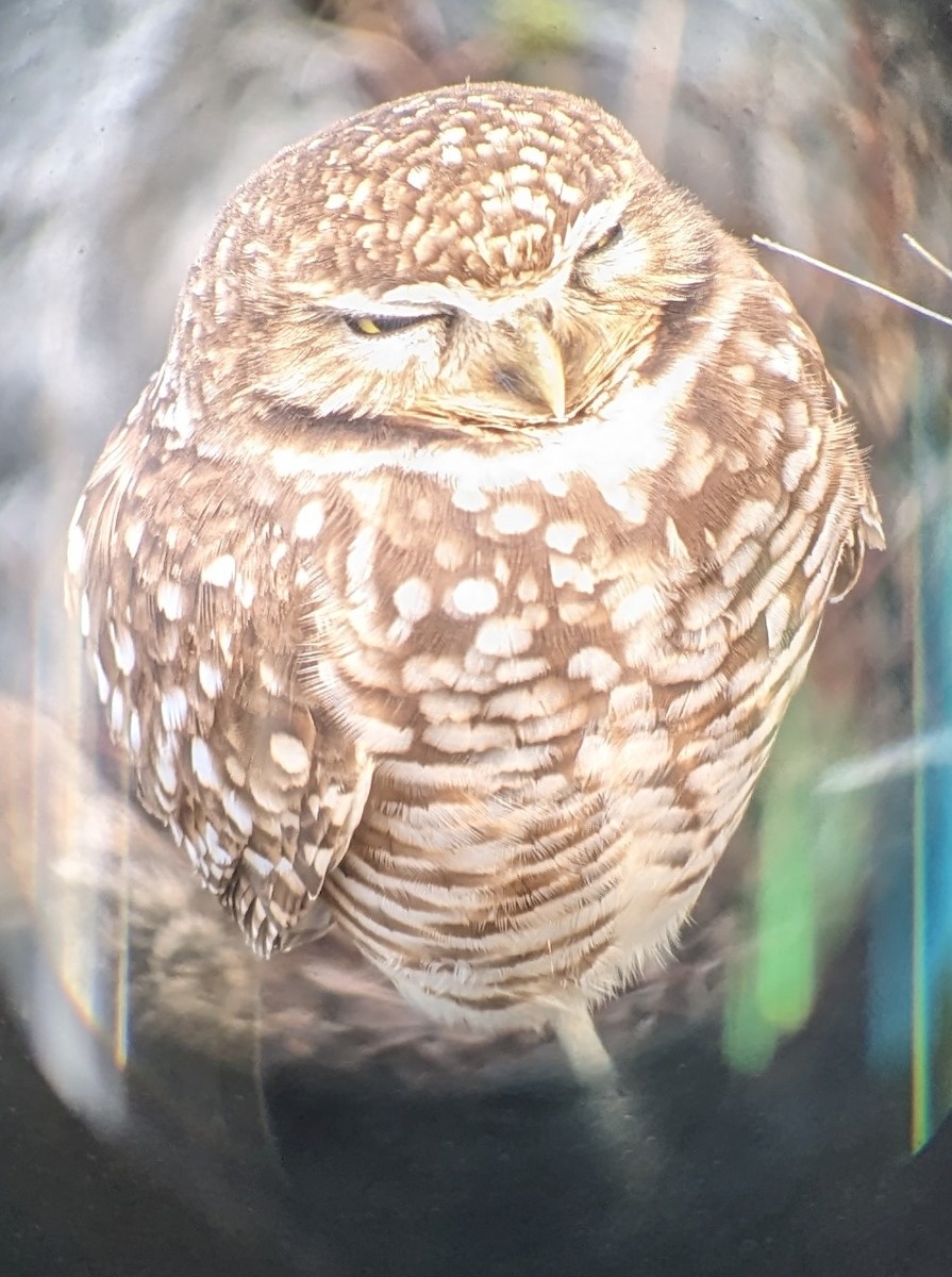 Burrowing Owl - ML612971021