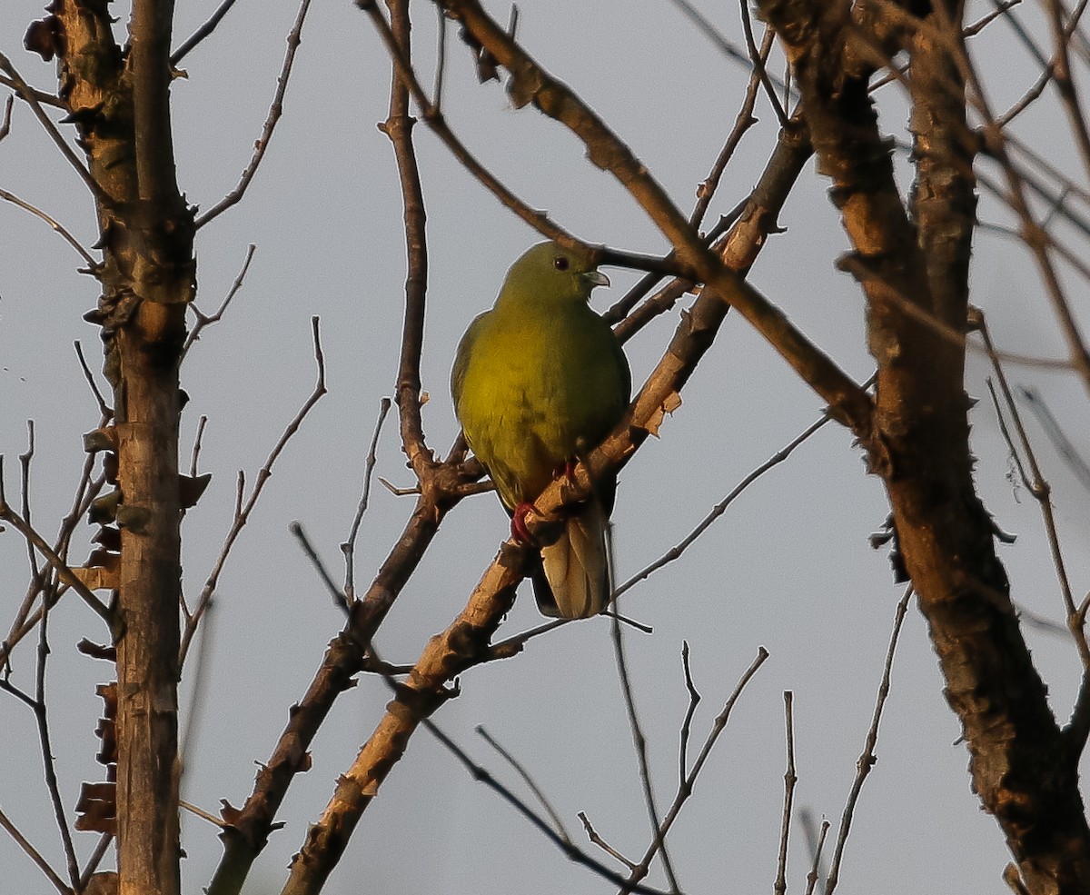 Orange-breasted Green-Pigeon - ML612971033