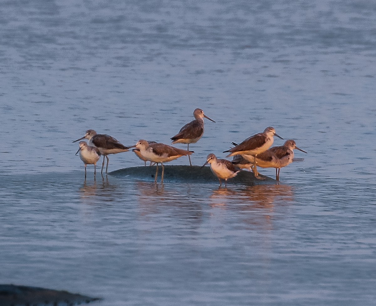 Common Greenshank - ML612971046