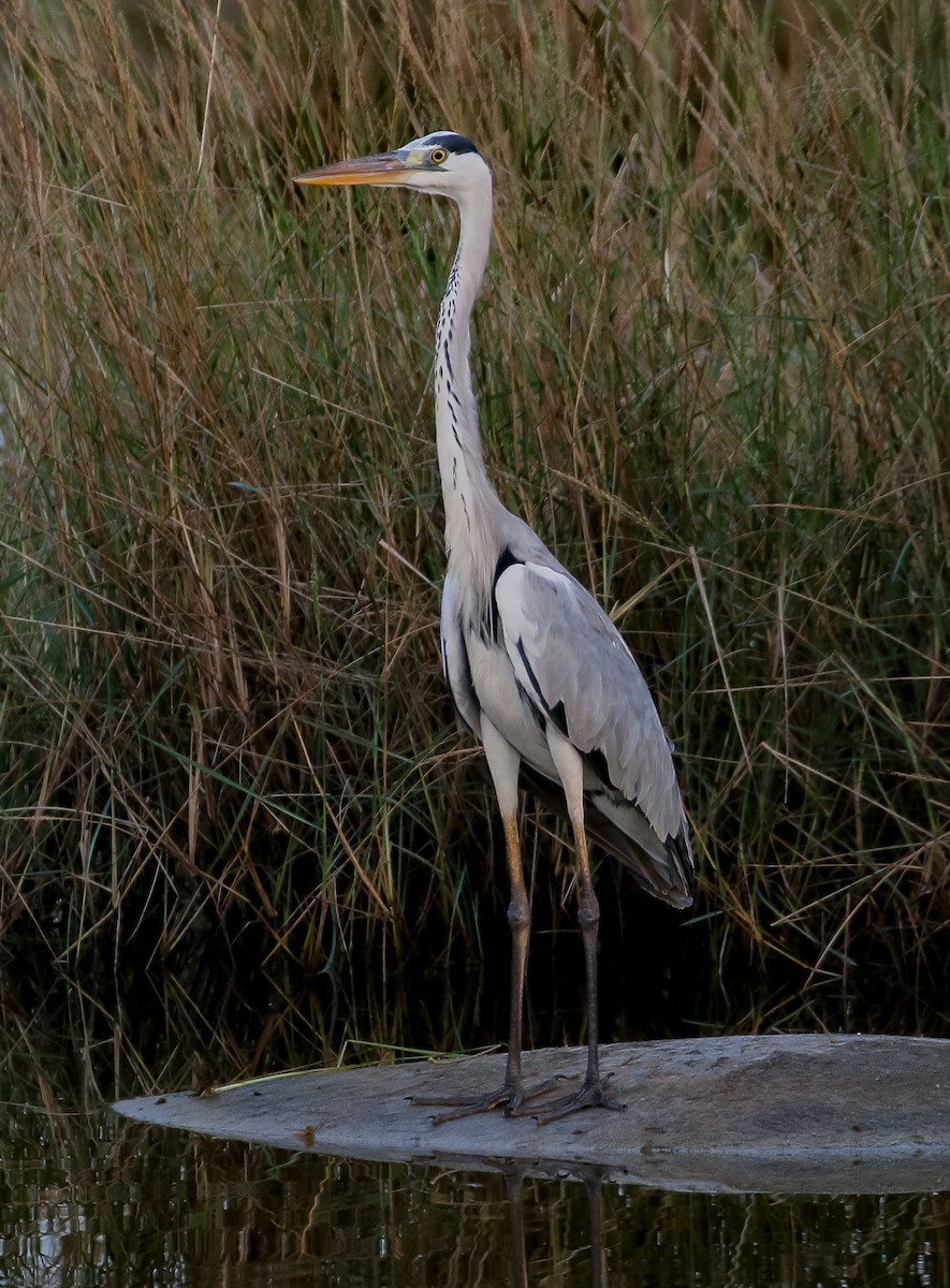 Gray Heron - ML612971055