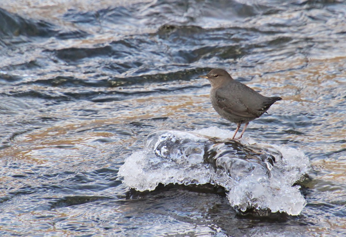 American Dipper - ML612971200