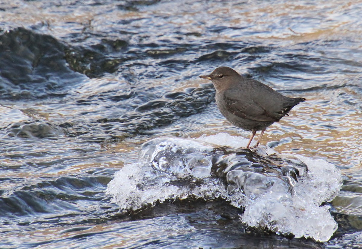 American Dipper - Jared Peck