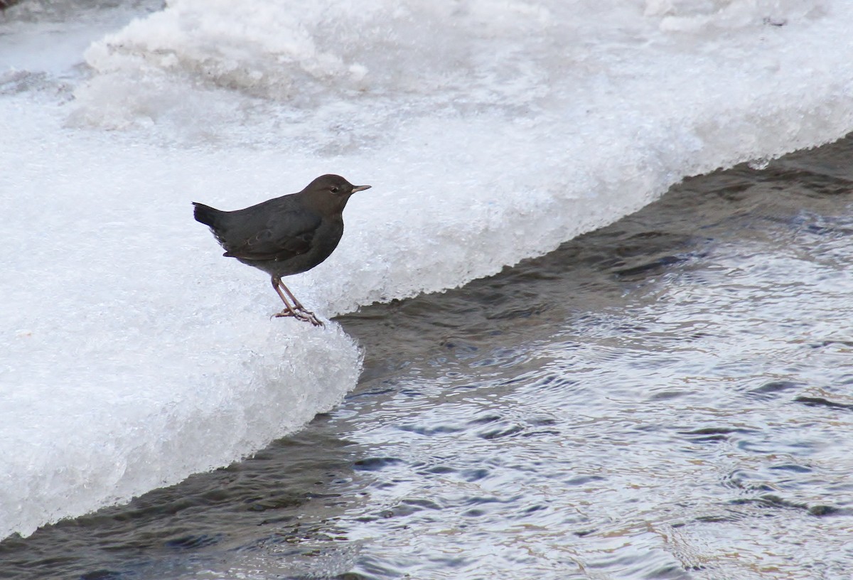 American Dipper - ML612971213