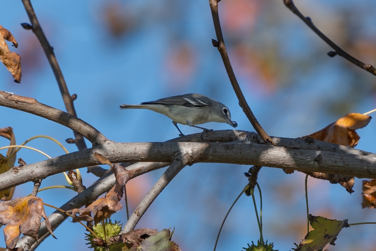 Kurşuni Vireo - ML612971251