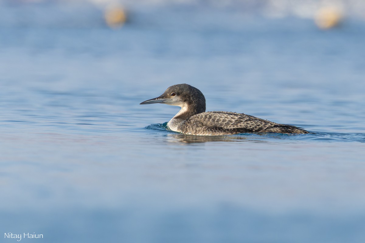 Pacific Loon - nitay haiun