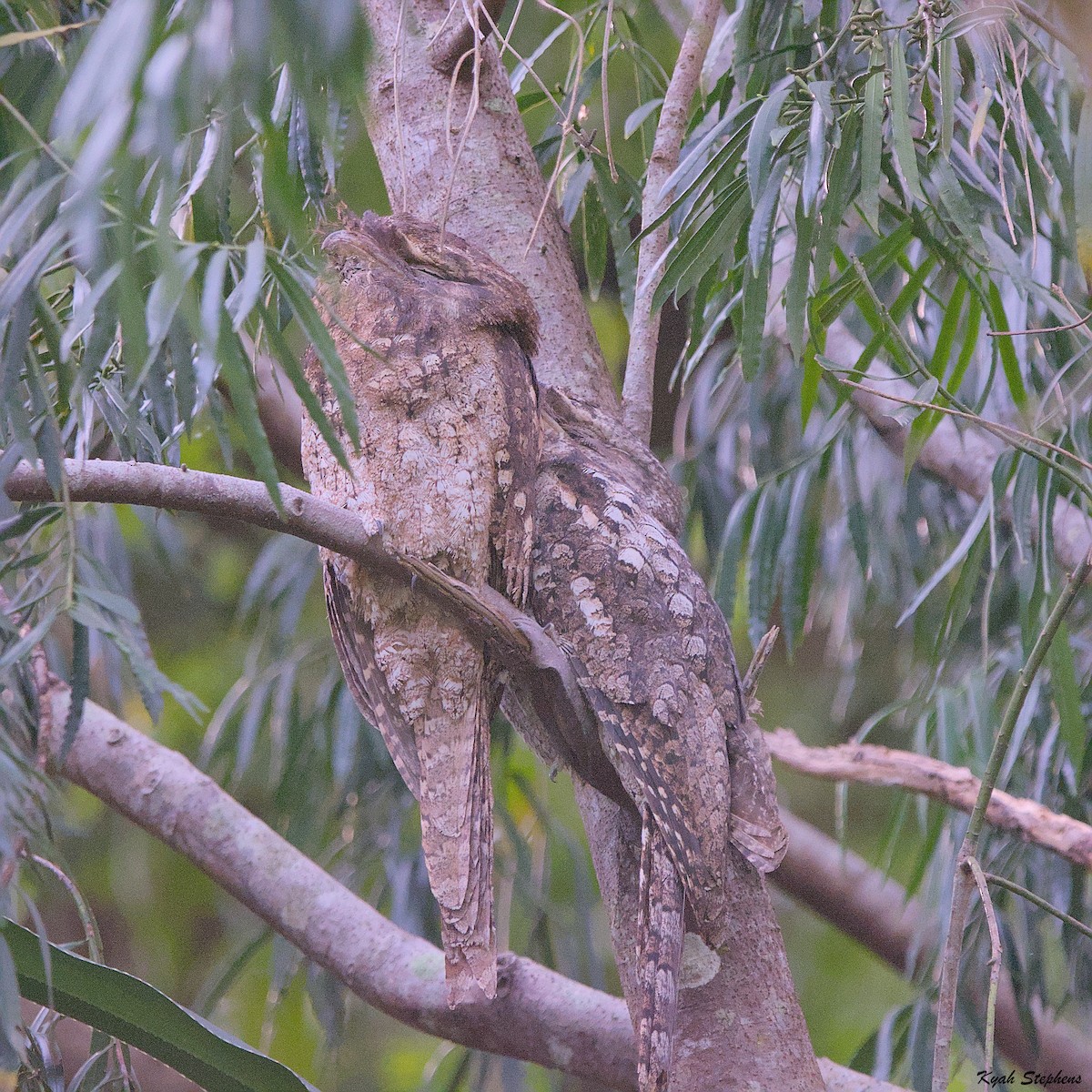 Papuan Frogmouth - Kyah Stephens