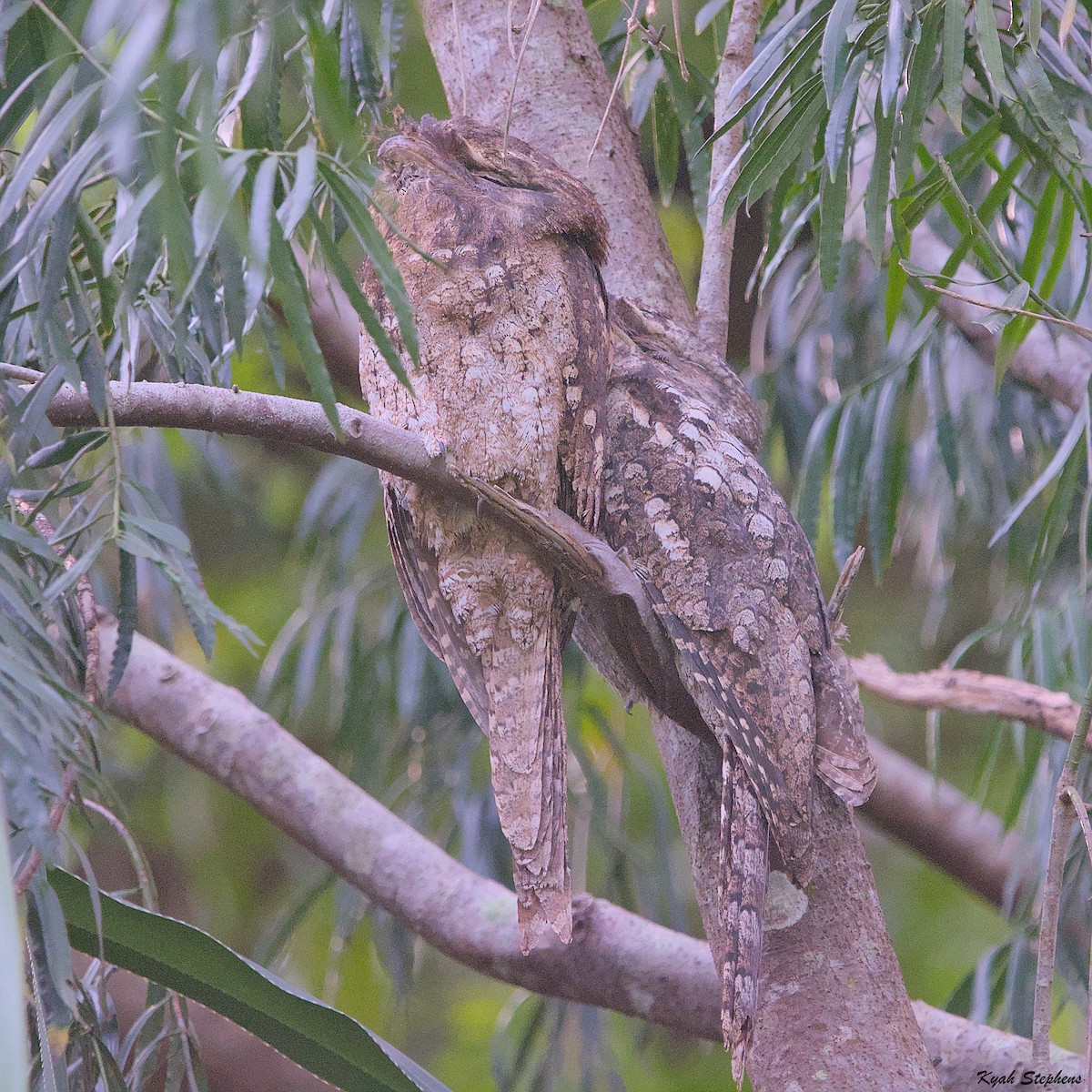 Papuan Frogmouth - Kyah Stephens