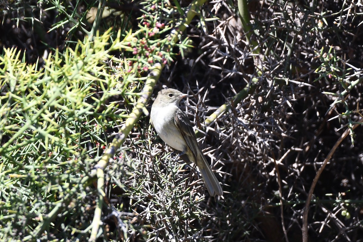 White-crested Elaenia - ML612971338