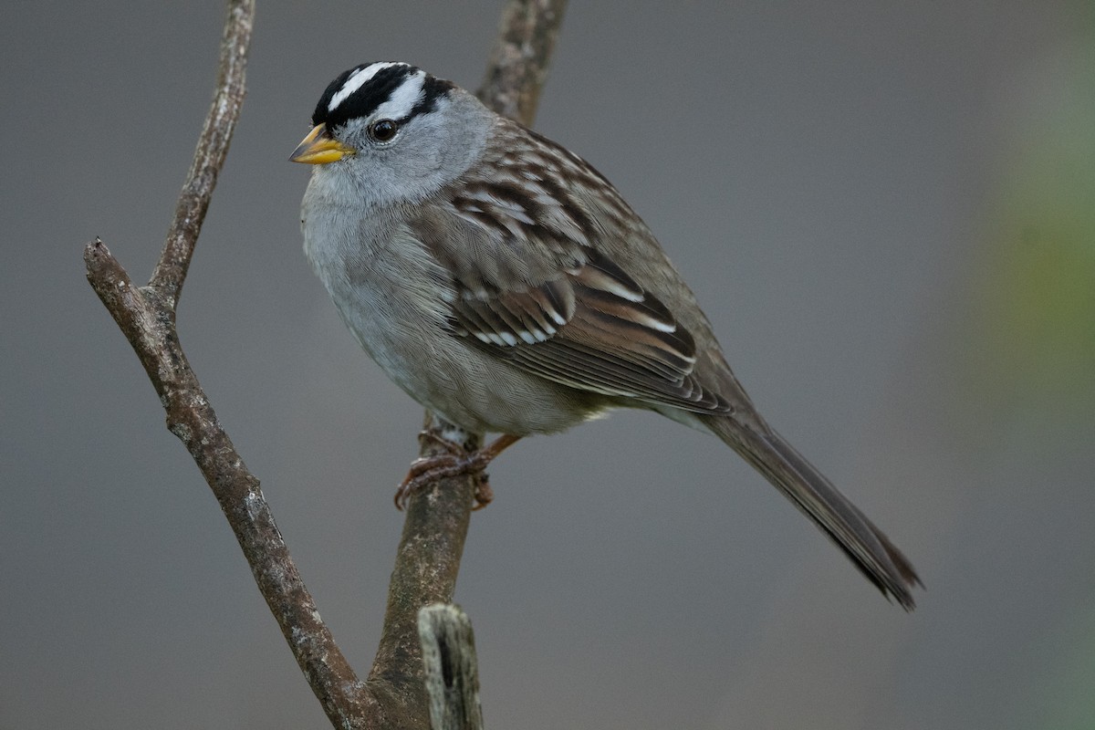 Bruant à couronne blanche - ML612971341