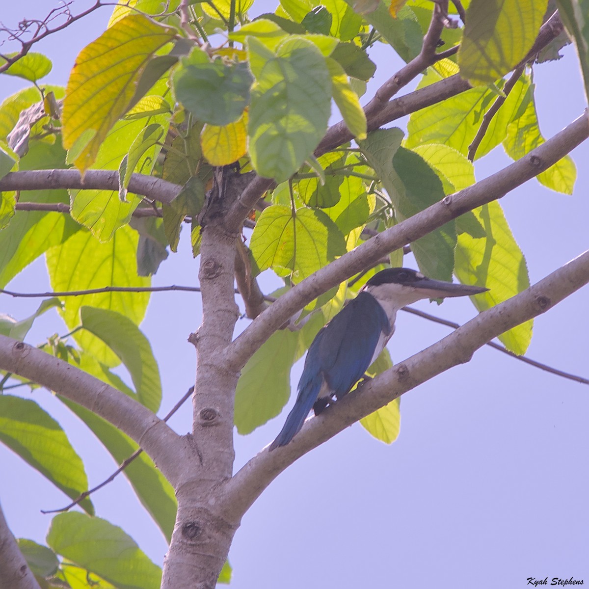 Torresian Kingfisher - Kyah Stephens