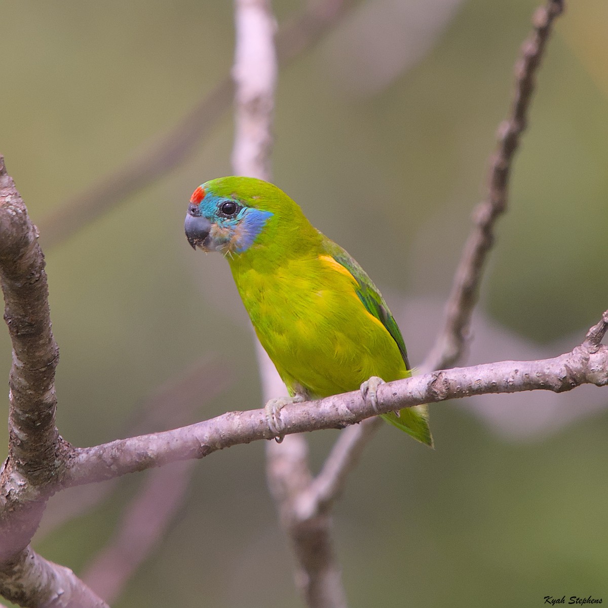 Double-eyed Fig-Parrot - ML612971347