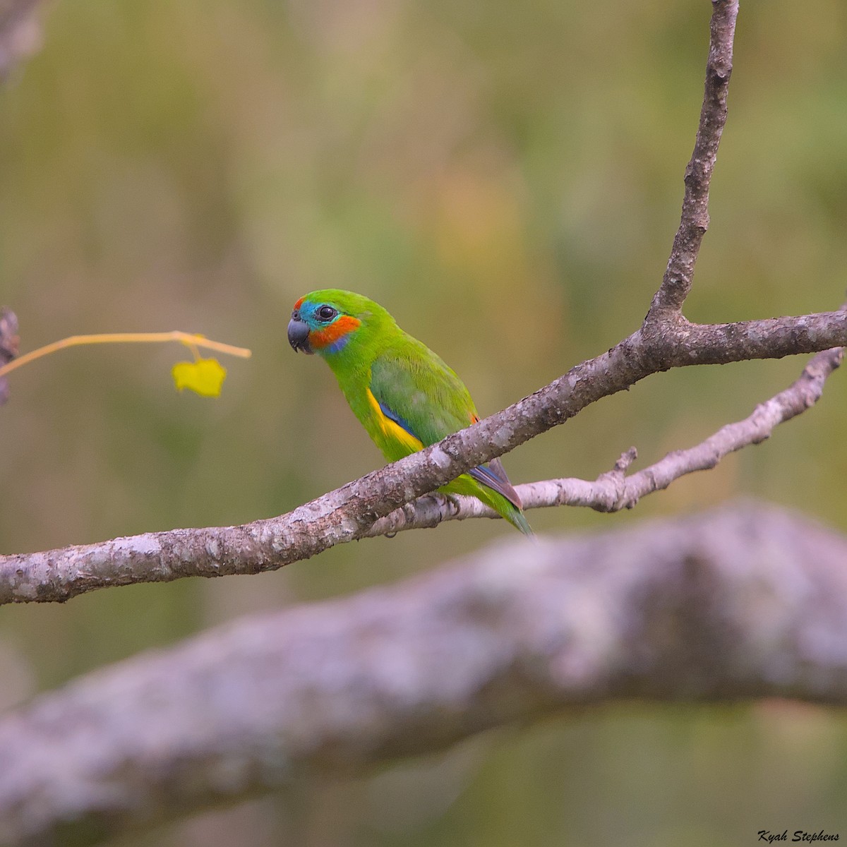 Double-eyed Fig-Parrot - ML612971349