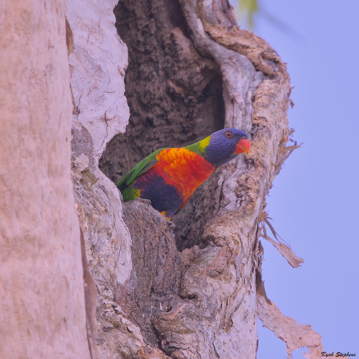 Rainbow Lorikeet - Kyah Stephens