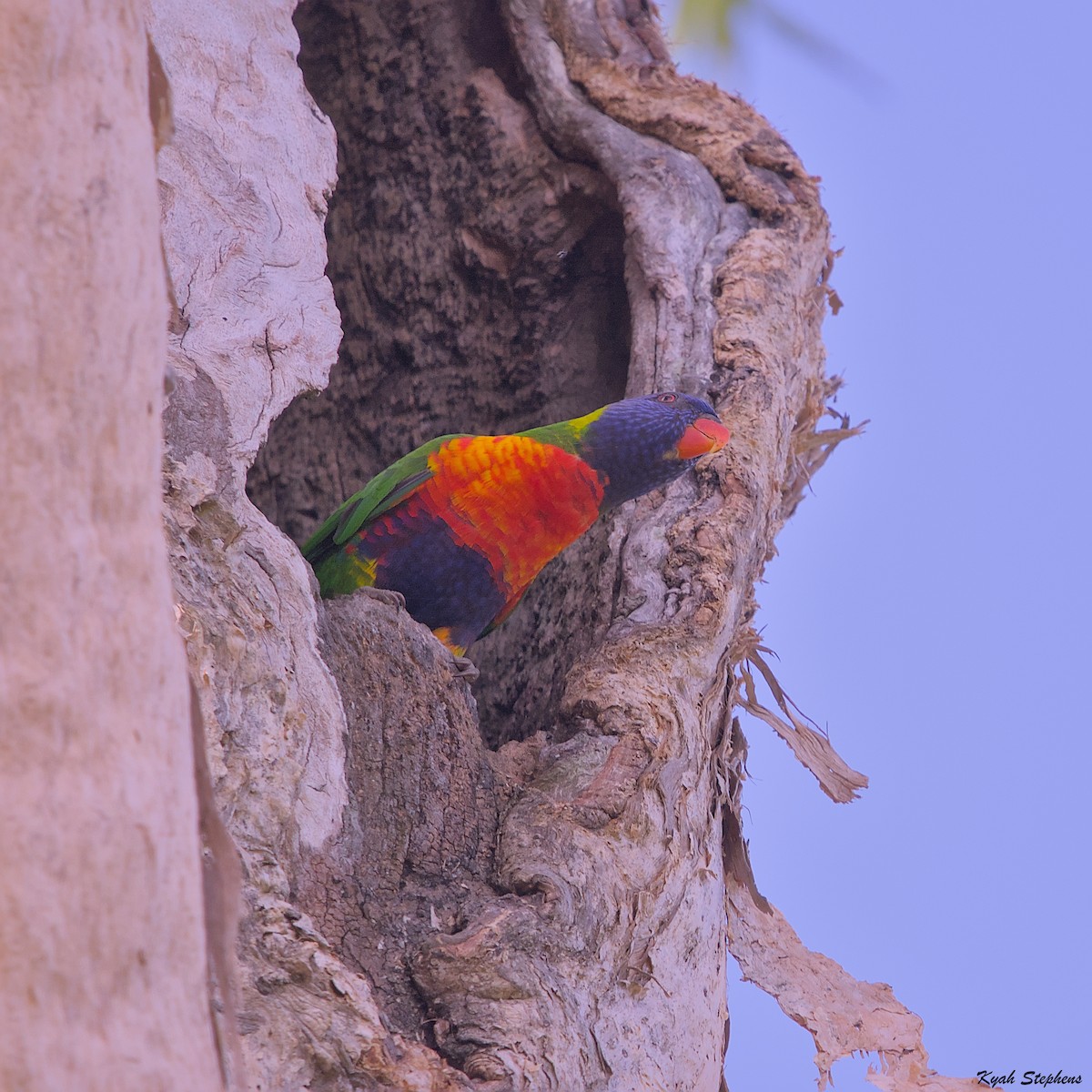 Rainbow Lorikeet - Kyah Stephens