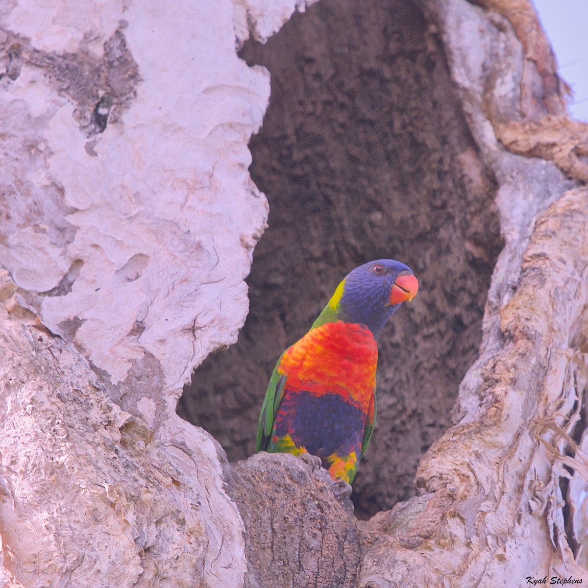 Rainbow Lorikeet - ML612971358