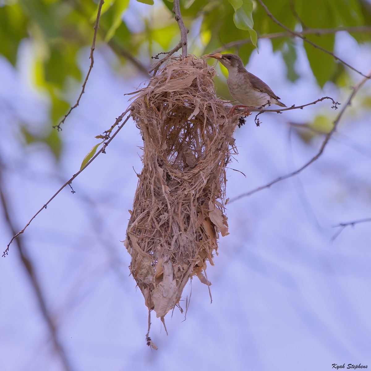 Brown-backed Honeyeater - ML612971380