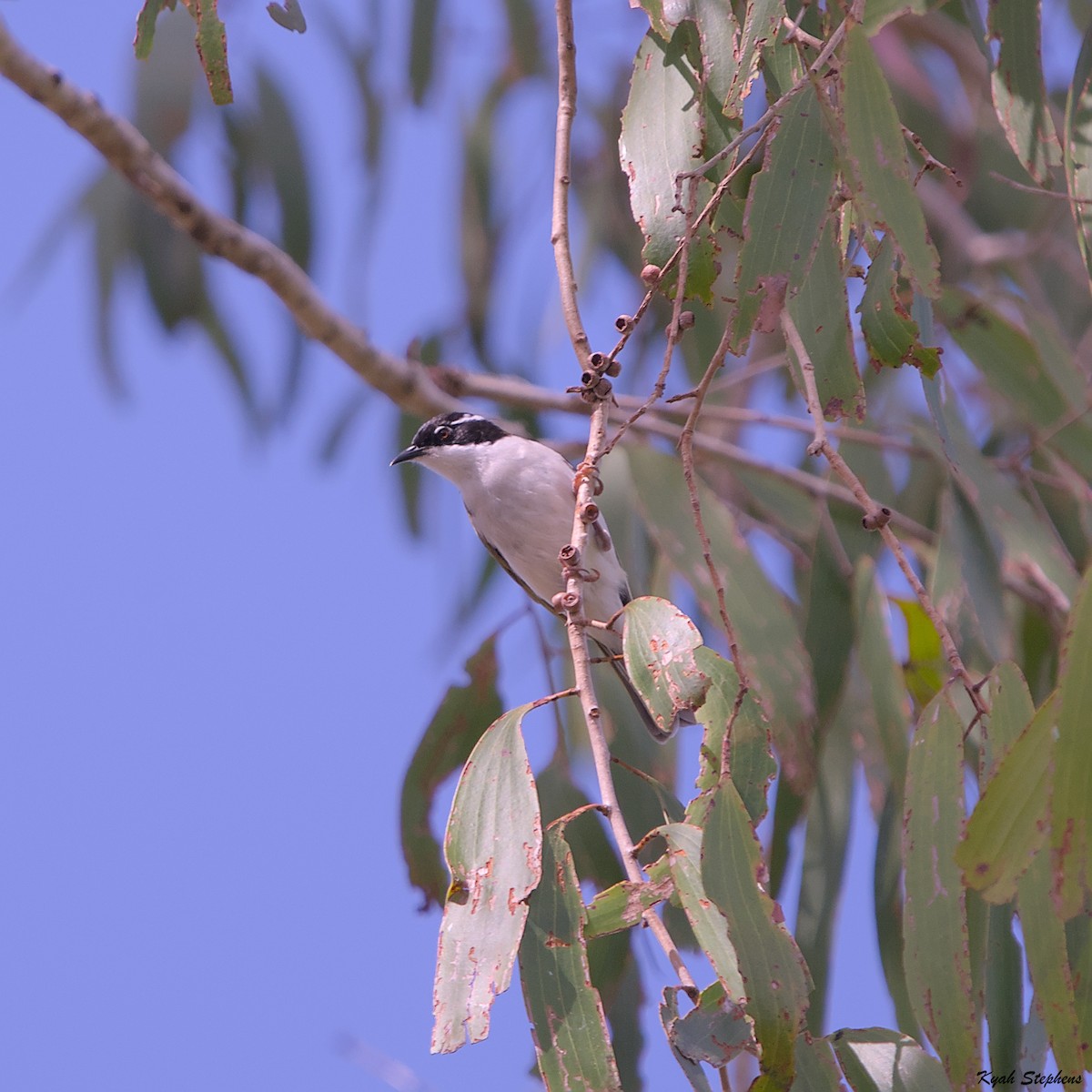 White-throated Honeyeater - ML612971387