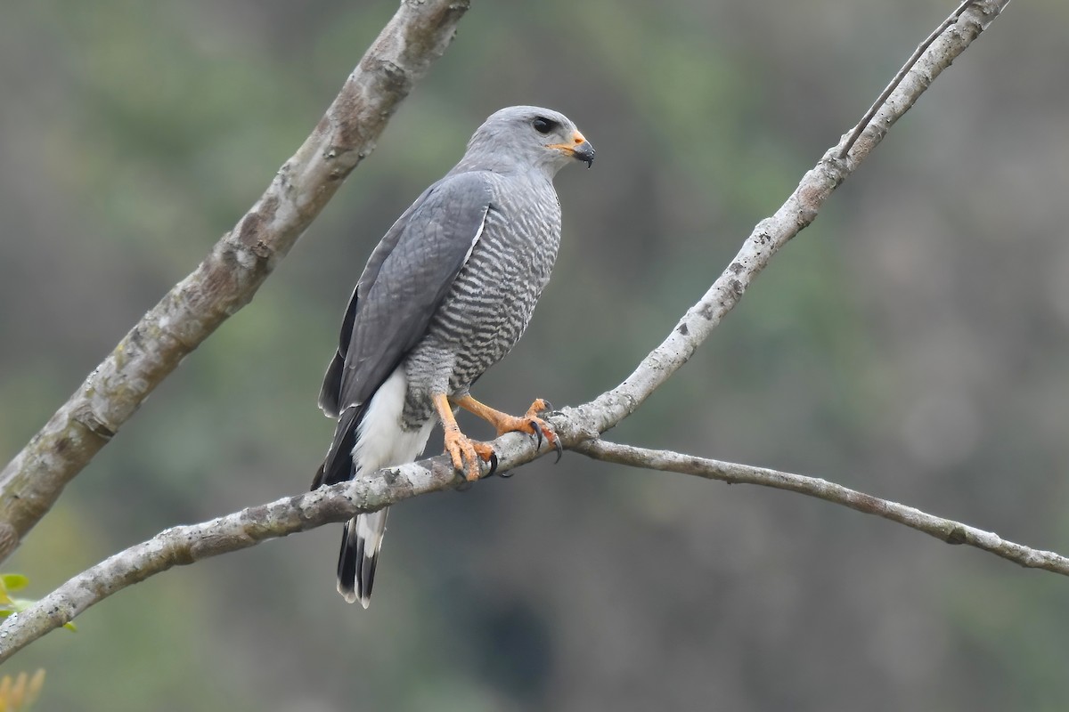 Gray Hawk - ML612971390