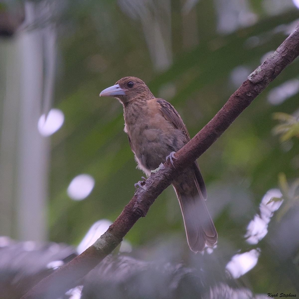 Black Butcherbird - ML612971405