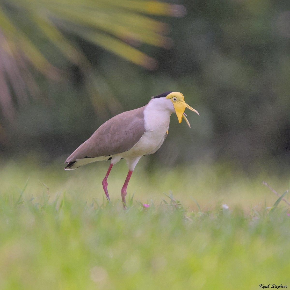 Masked Lapwing - ML612971415