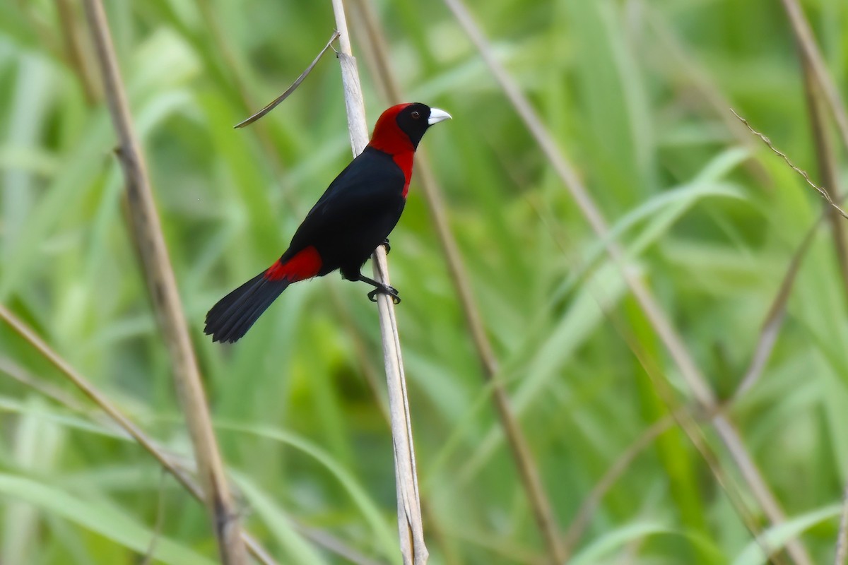 Crimson-collared Tanager - ML612971417