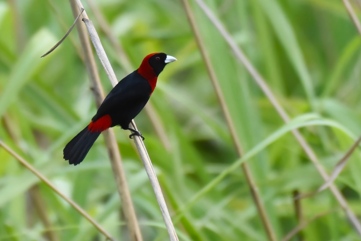 Crimson-collared Tanager - ML612971418