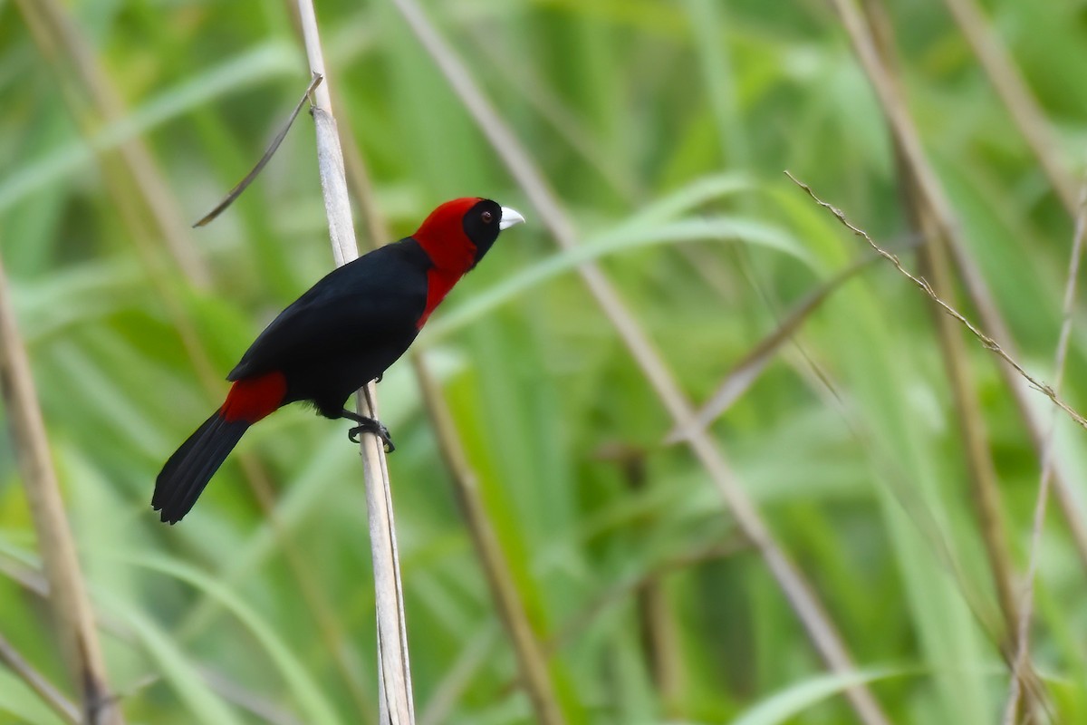 Crimson-collared Tanager - ML612971419