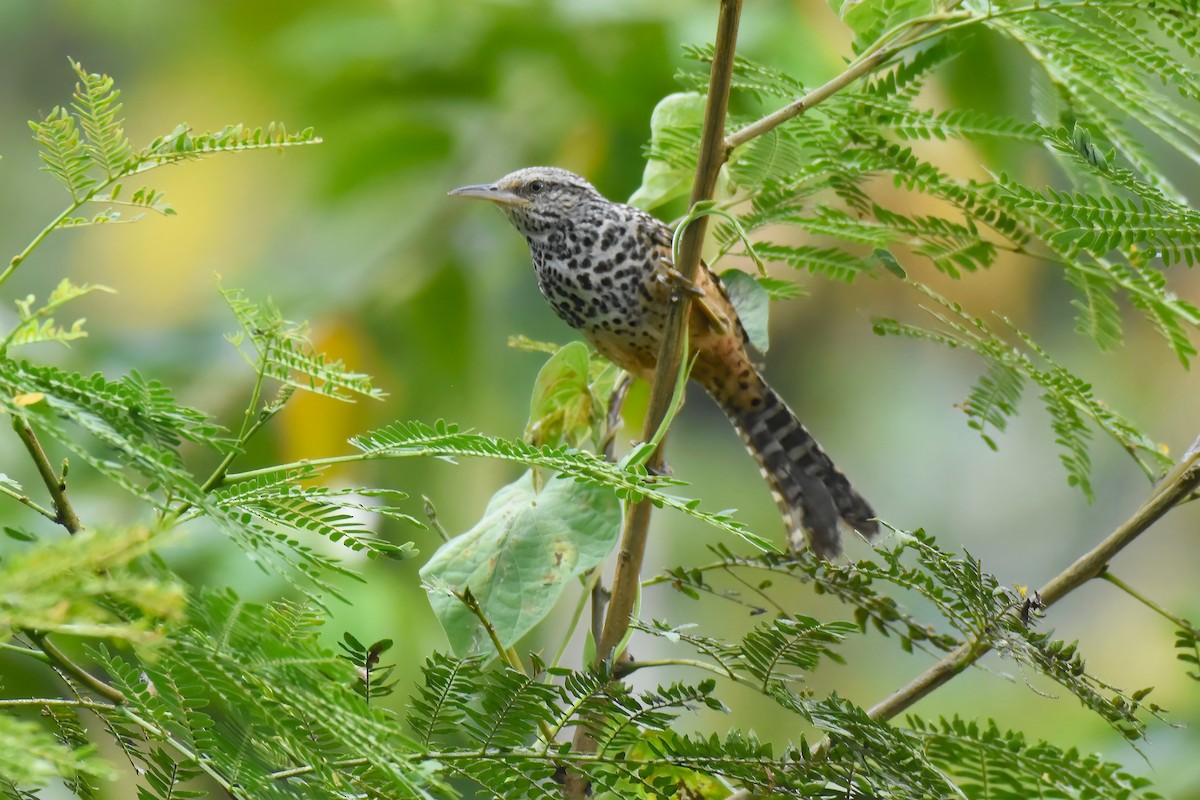 Band-backed Wren - ML612971433