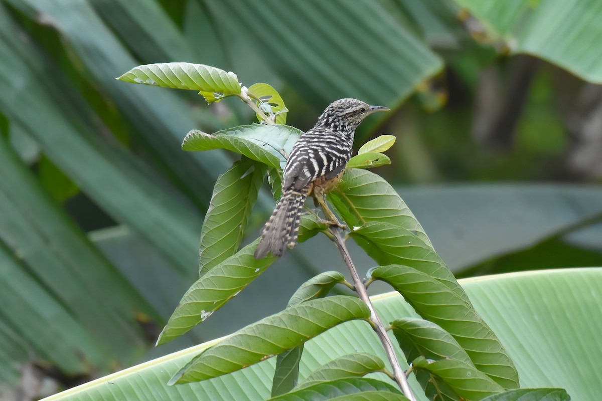 Band-backed Wren - ML612971434