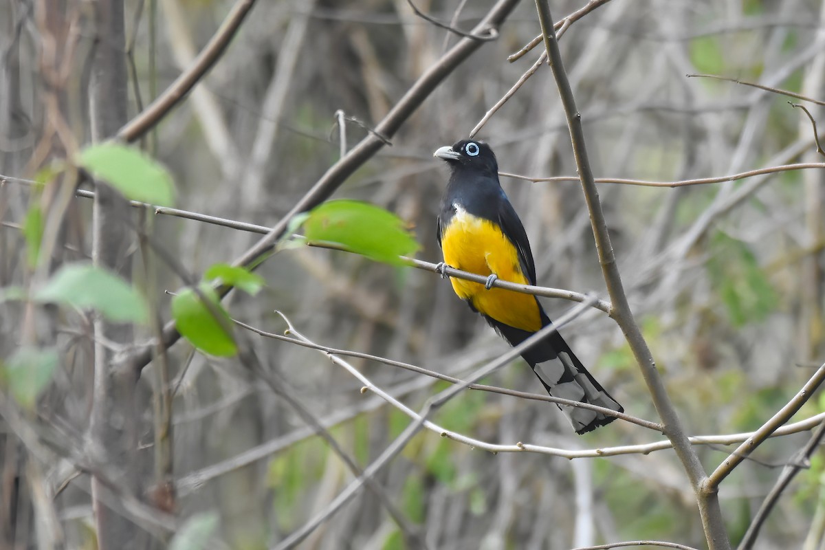 Trogon à tête noire - ML612971439