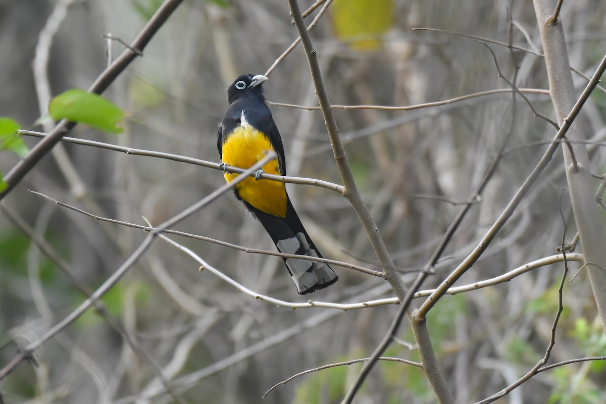 Trogon à tête noire - ML612971440