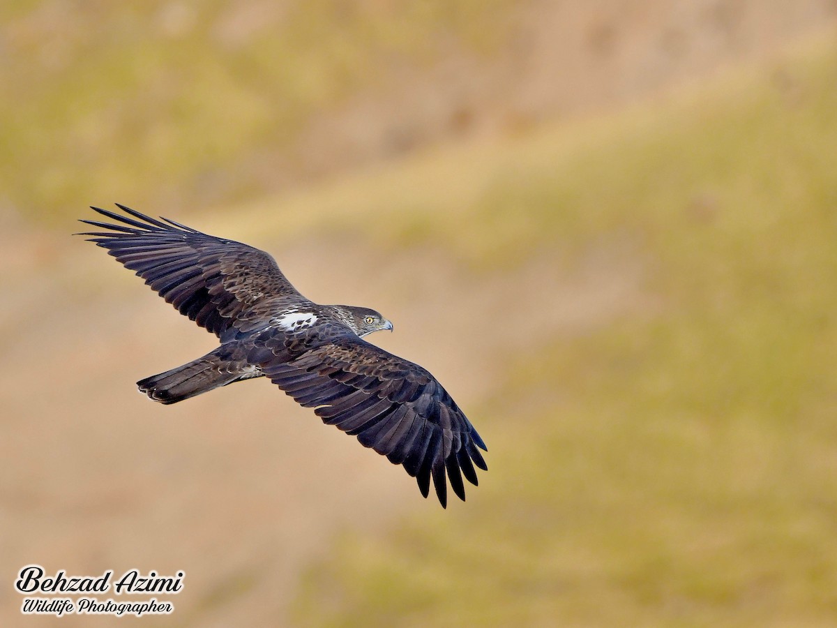 Bonelli's Eagle - ML612971549