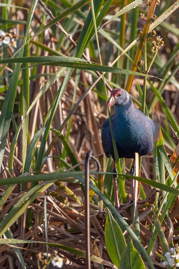 Gray-headed Swamphen - ML612971568